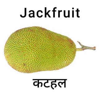 Jackfruit-कटहल