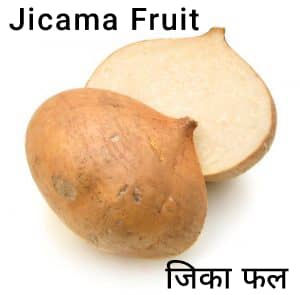 Jicama-fruit-जिका-फल