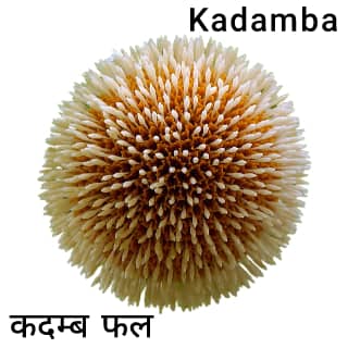 Kadamba-कदम्ब