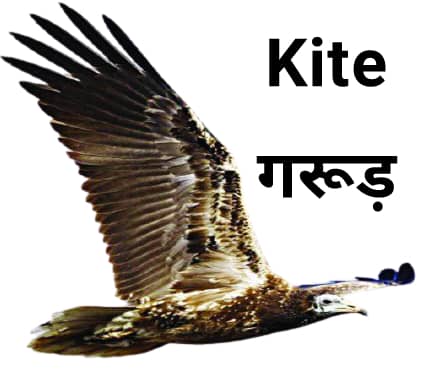 Kite गरूड़