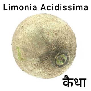 Limonia-Acidissima-कैथा