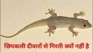 छिपकली दीवारों से गिरती क्यों नहीं है