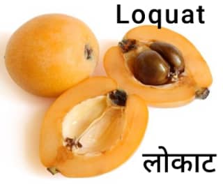 Loquat