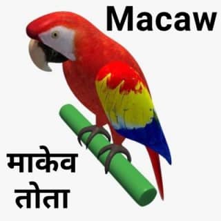 Macaw-तोता