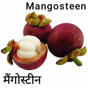 Mangosteen