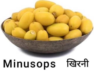 Mimusop-खिरनी