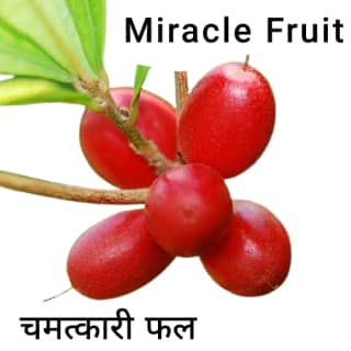 Miracle-fruit-चमत्कारी-फल