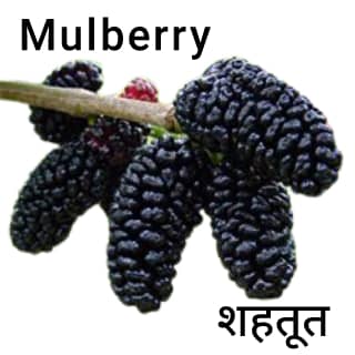 Mulberry-शहतूत