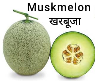 Muskmelon-खरबूजा