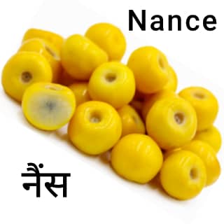 Nance-नैंस