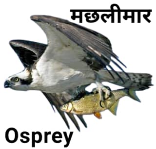 Osprey-मछलीमार