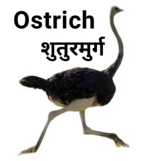 Ostrich शुतुरमुर्ग