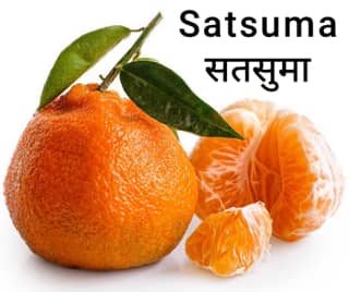 Owari-Satsuma