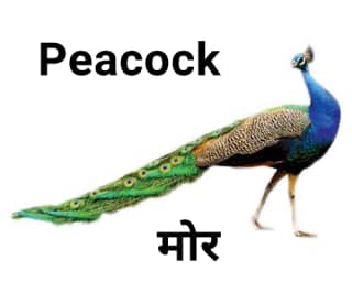 Peacock राष्ट्रीय पक्षी मोर