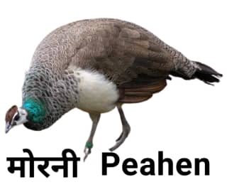 Peahen मोरनी