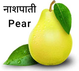 Pear-नाशपाती