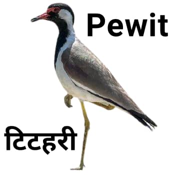 Pewit टिटहरी