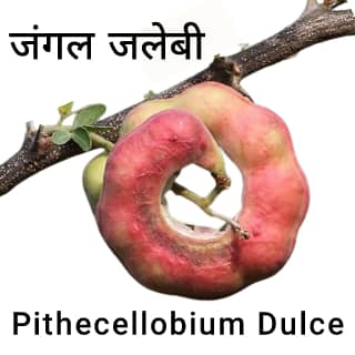 Pithecellobium-Dulce-जंगल-जलेबी