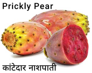 Prickly-Pear-नागफनी