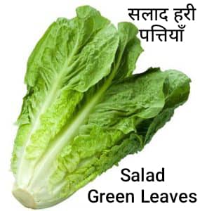 Salad Green Leaves
