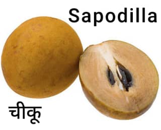 Sapodilla-चीकू