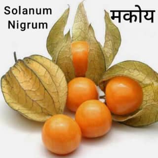 Solanum-Nigrum-मकोय