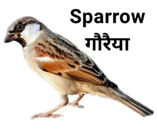 Sparrow गौरैया