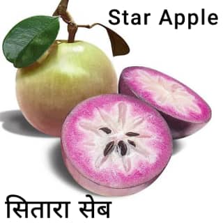 Star-apple-सितारा-सेब