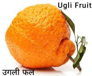 Ugli-fruit-उंगली फल