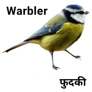 Warbler-फुदकी