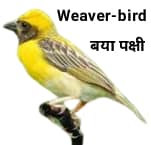 Weaver-bird-बयापक्षी