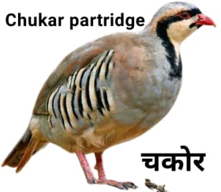Chakor चकोर