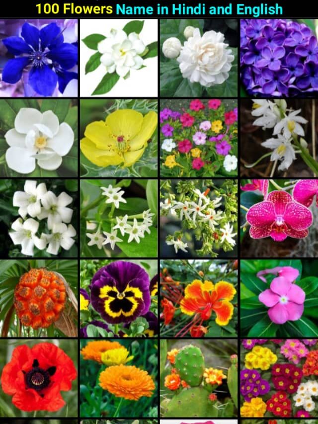 cropped-Flowers-name-in-hindi-and-english.jpg