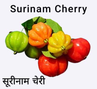 surinam cherry