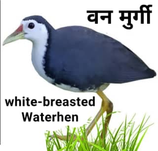 White-breasted Water hen वनमुर्गी