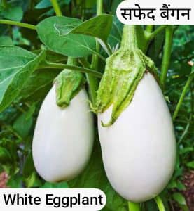 white-eggplant