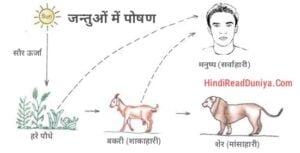 जन्तु-पोषण-क्या-है