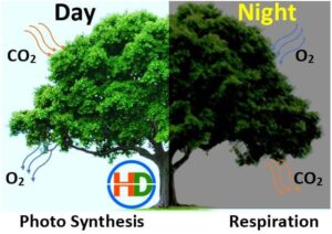 पेड़ रात को कौन सी गैस छोड़ते है