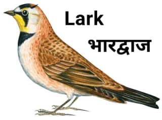 Lark भारद्वाज