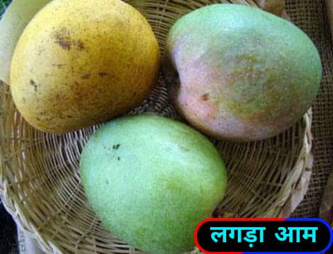 लंगड़ा आम / Langda mangoes.