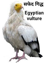 सफ़ेद गिद्ध