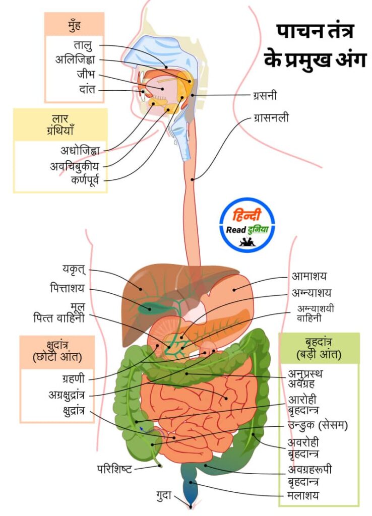 पाचन तंत्र के प्रमुख अंगों के नाम | Manav Pachan Tantra ke Bhago ke Naam