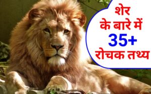 शेर के बारे में रोचक जानकारी | Information About Lion In Hindi