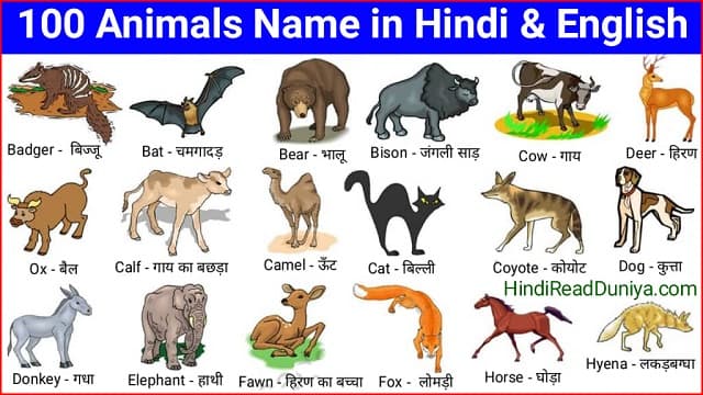 100 Animals Name in Hindi and English - जानवरों के नाम हिंदी और इंग्लिश में