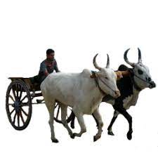 Bullock Cart