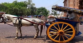 Horse carriage