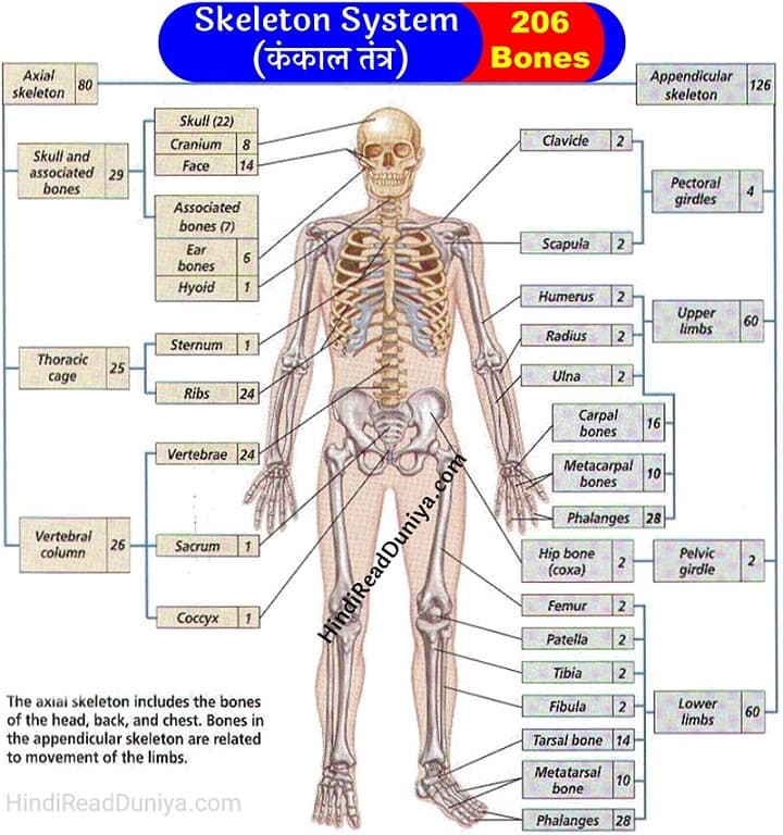 206-206-bones-name-in-hindi