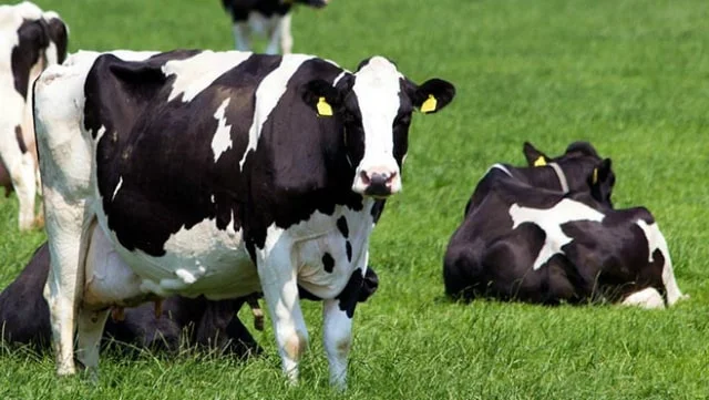 Cow essay in Hindi - गाय पर निबंध