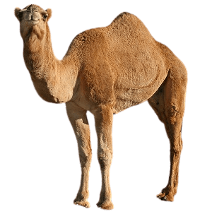 Camel