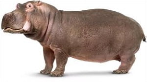 Hippopotamus